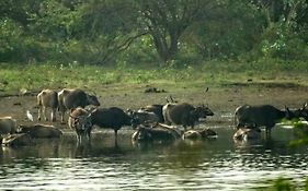 All View Safari Resort